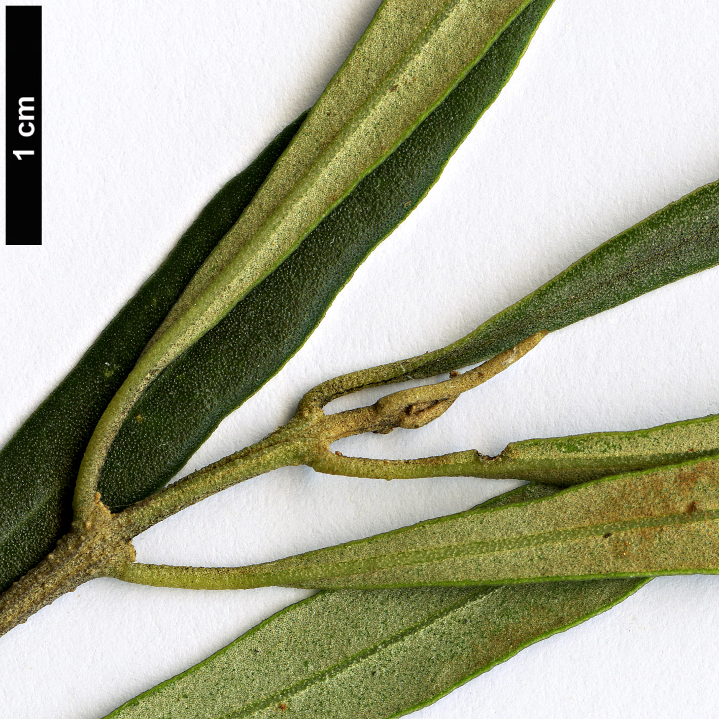 High resolution image: Family: Oleaceae - Genus: Olea - Taxon: europaea - SpeciesSub: subsp. cerasiformis